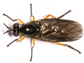 Beris clavipes